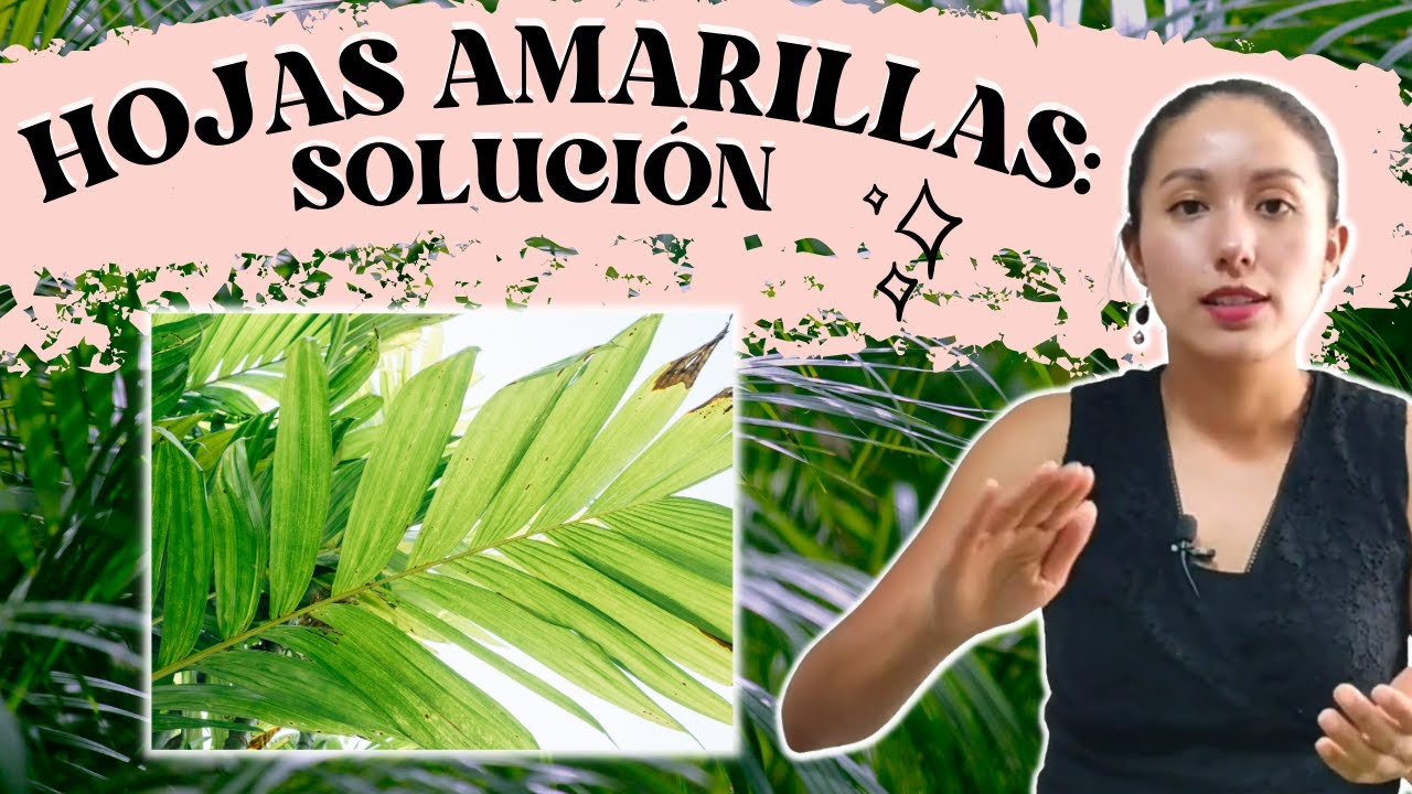 porque mi palmera tiene hojas amarillas
