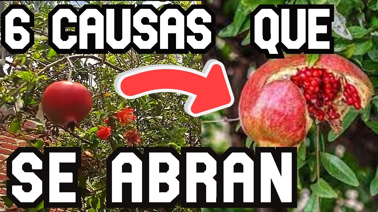 porque se abren las granadas en el arbol