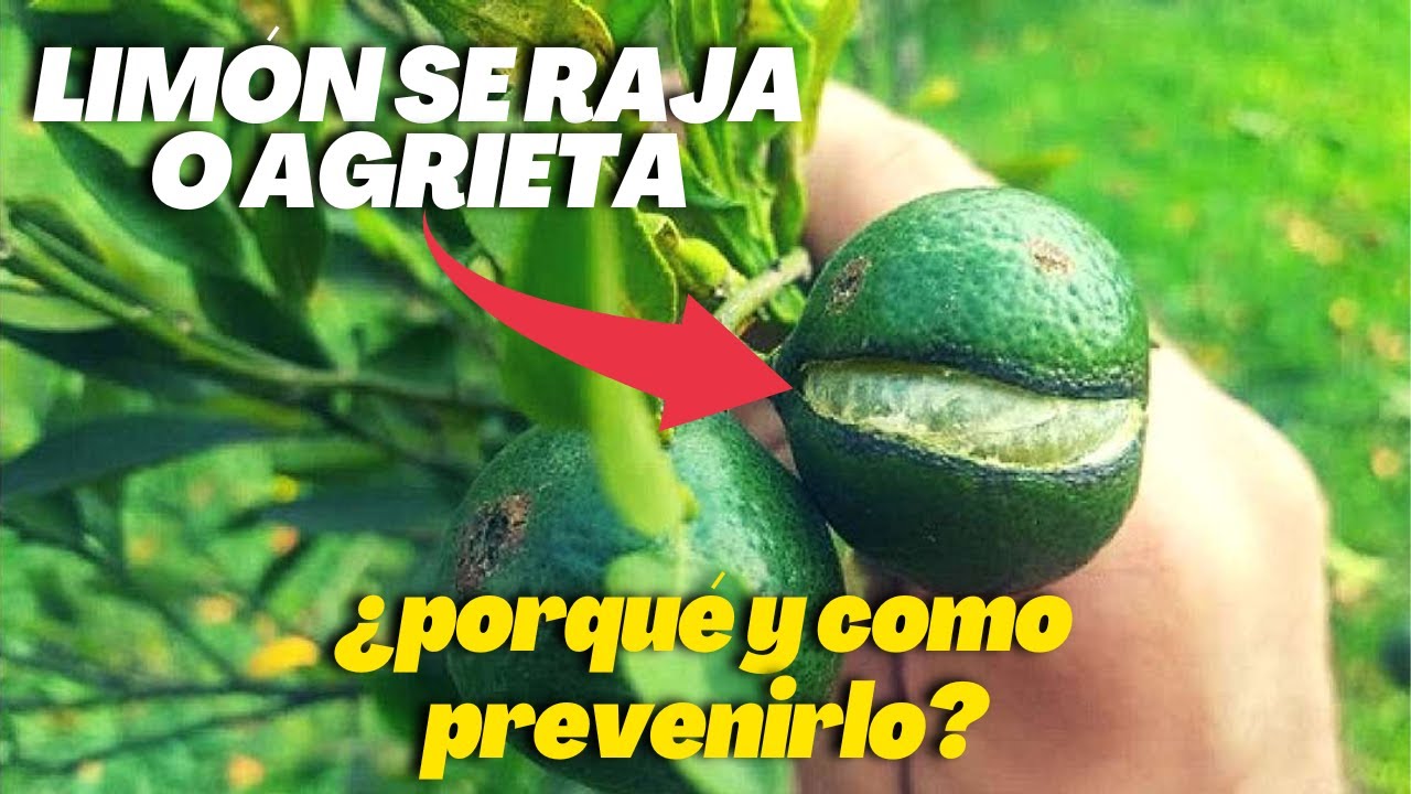 porque se abren las naranjas en el arbol