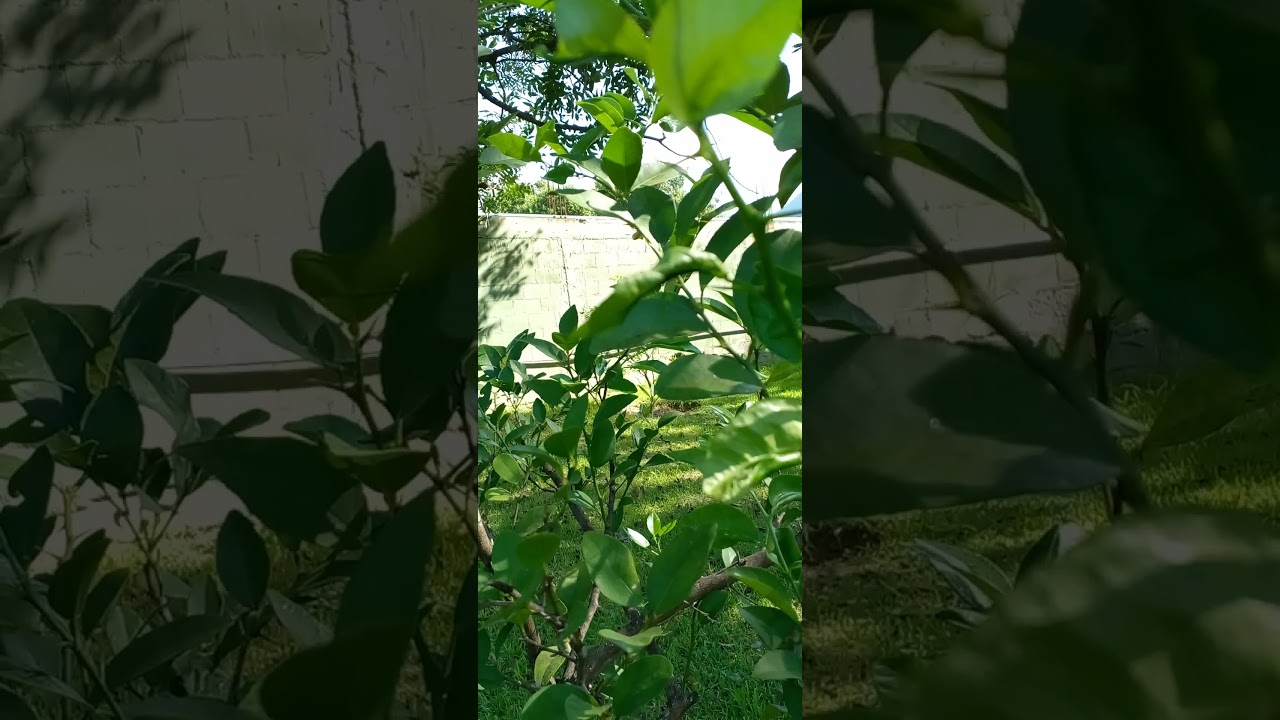 porque se le arrugan las hojas al limonero
