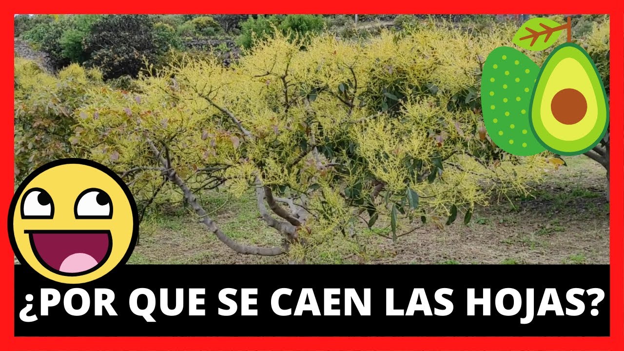 porque se le caen las hojas a mi aguacate