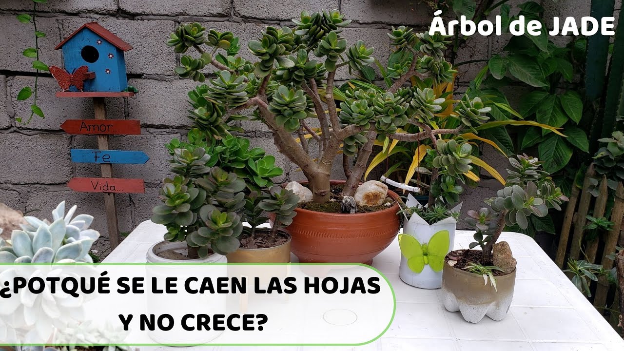 porque se le caen las hojas al jade