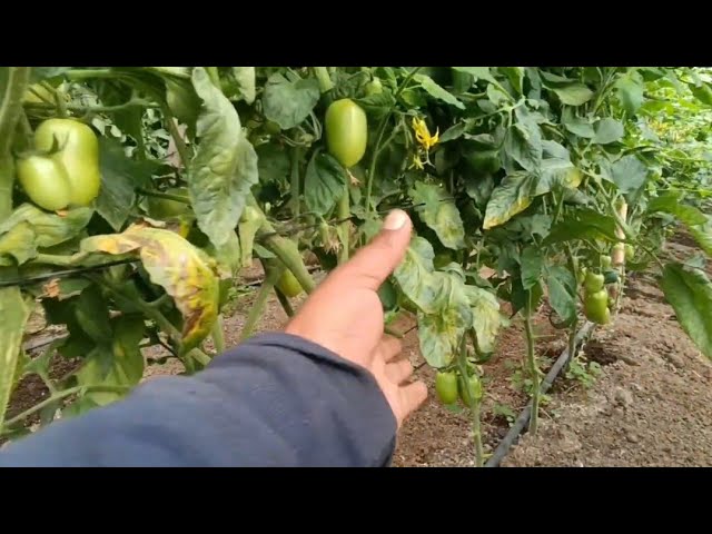porque se ponen amarillas las hojas de las tomateras