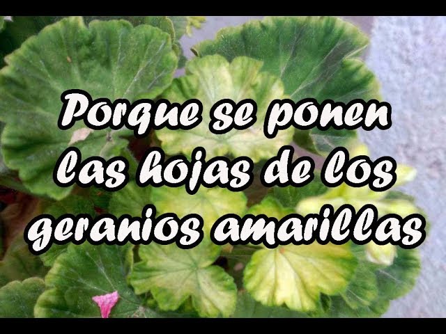 porque se ponen blancas las hojas de los geranios