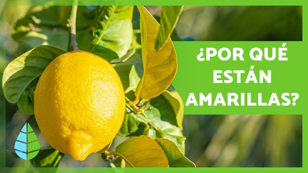 porque se ponen las hojas amarillas del limonero