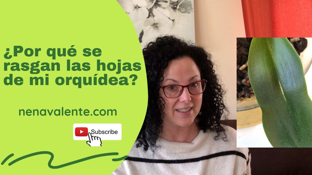 porque se rajan las hojas de las orquídeas