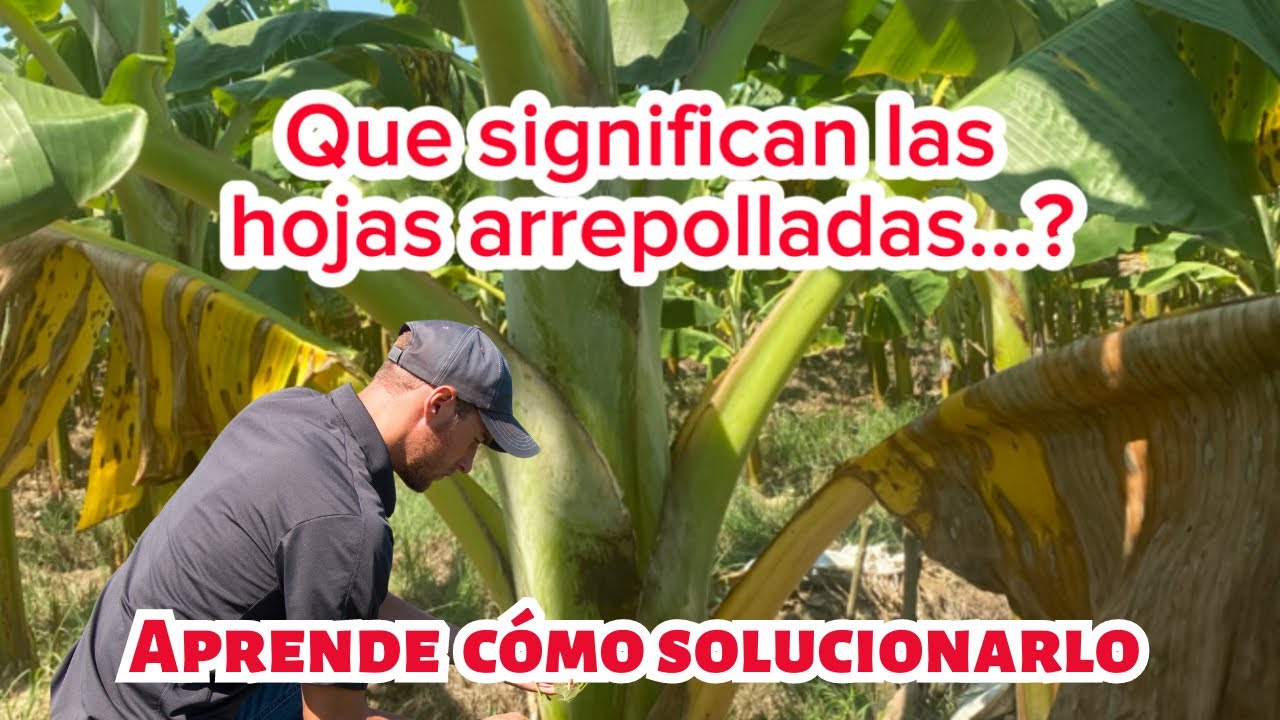 porque se rajan las hojas de las plataneras