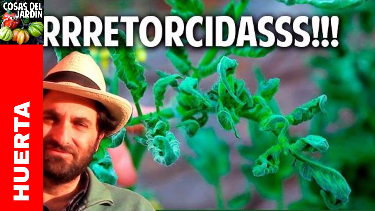 porque se rizan las hojas de los tomates