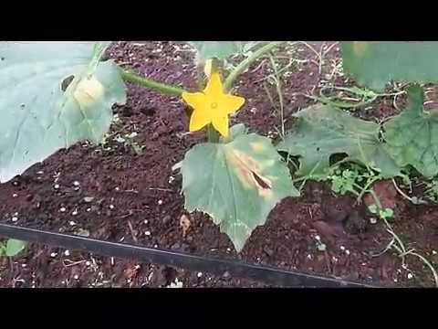 porque se secan las hojas de los pepinos