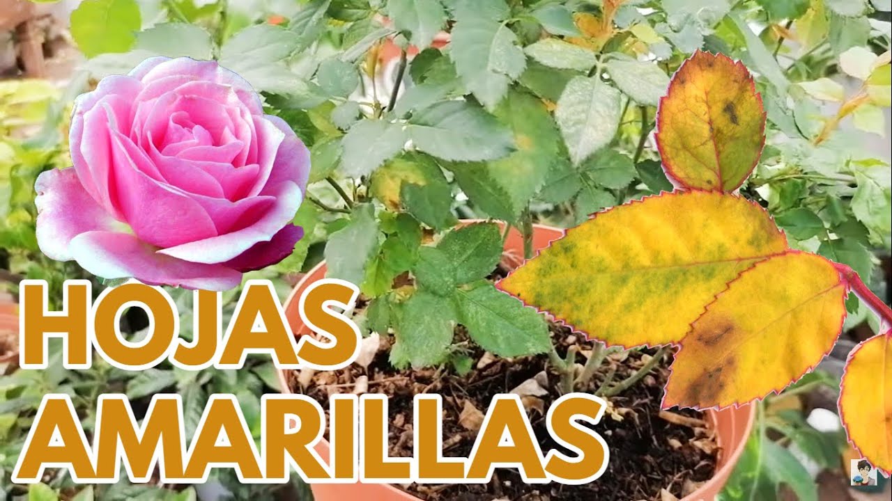 porque se secan las hojas de los rosales