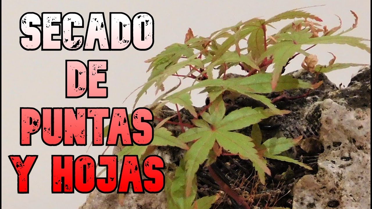 porque se secan las hojas del arce palmatum