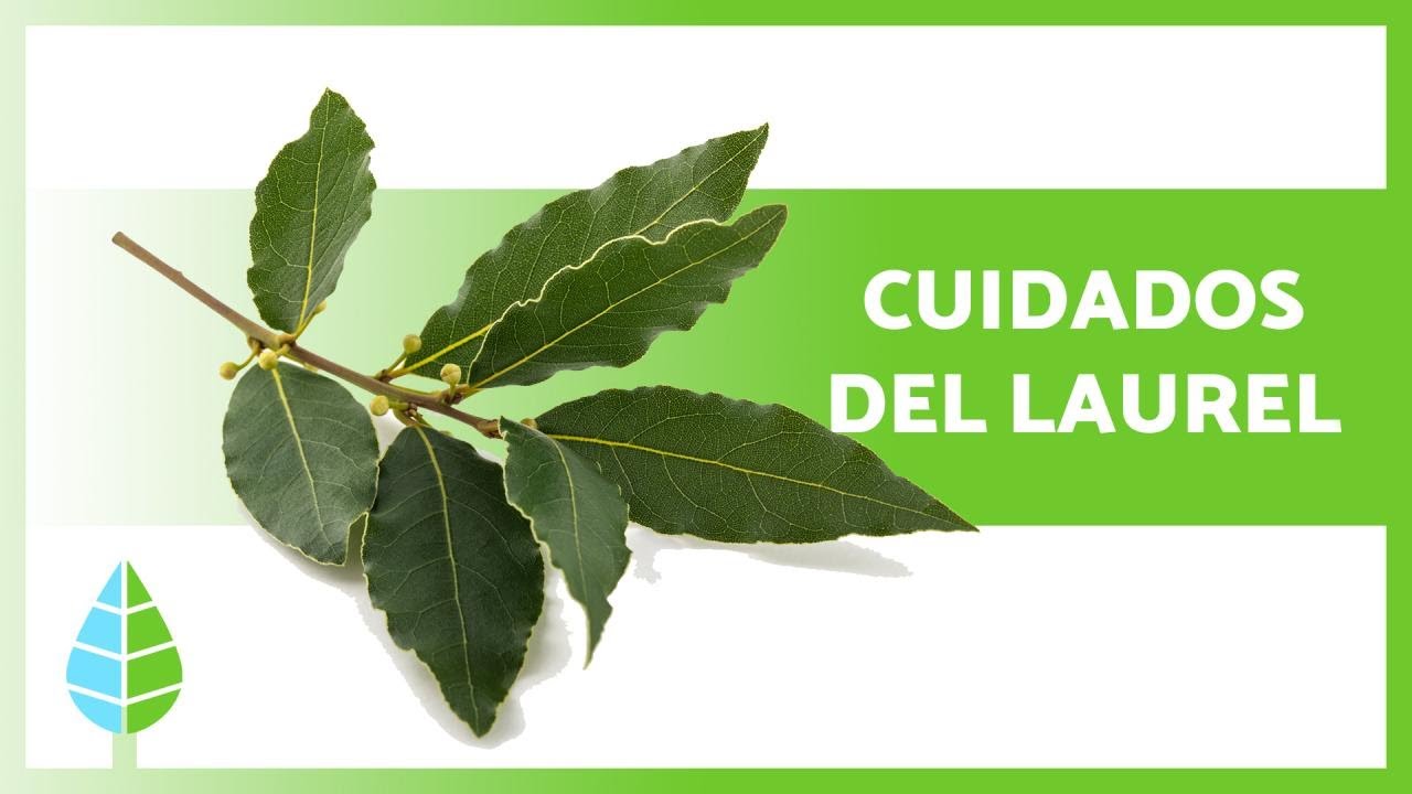 porque se secan las hojas del laurel