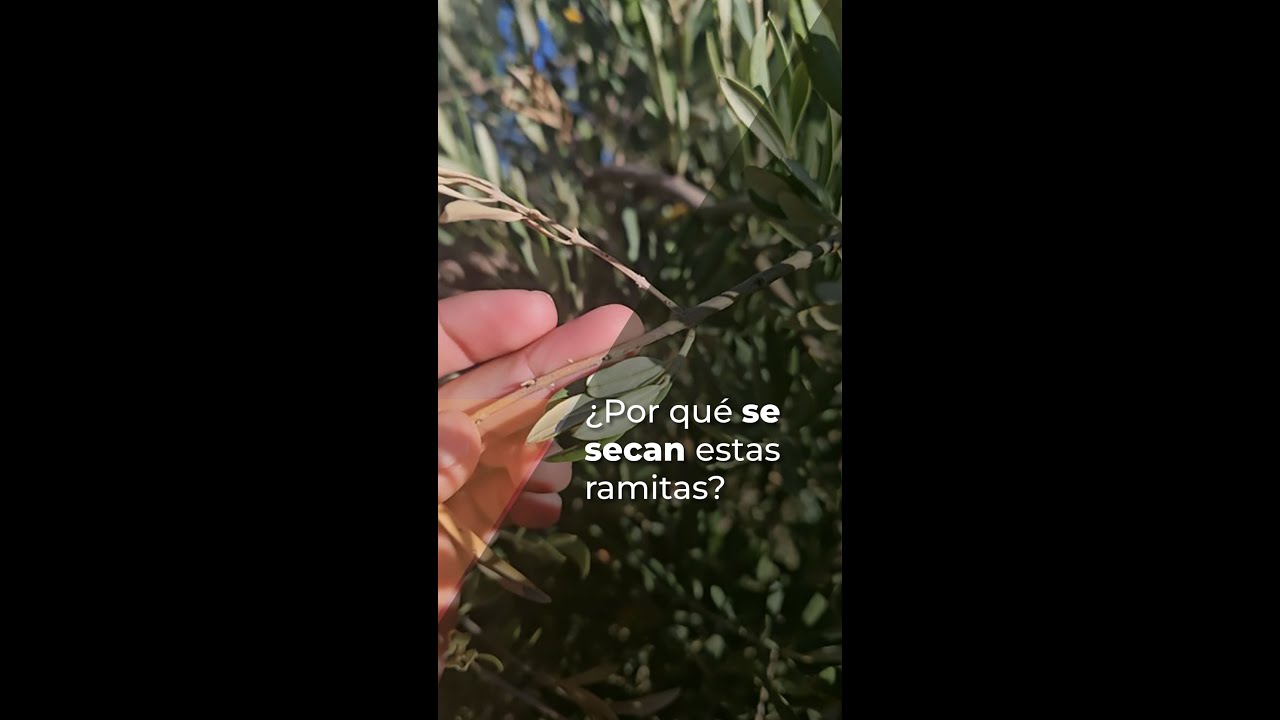 porque se secan las hojas del olivo