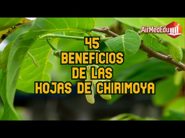 propiedades de la hoja de chirimoya