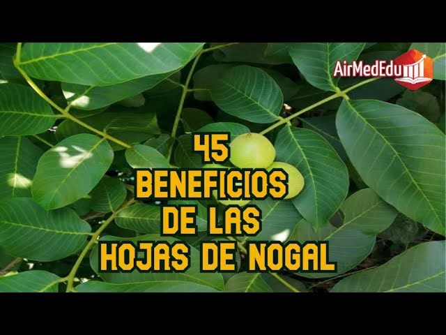 propiedades de la hoja de nogal