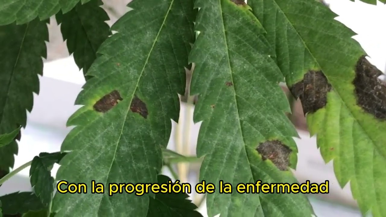 puntitos amarillos en las hojas de marihuanas
