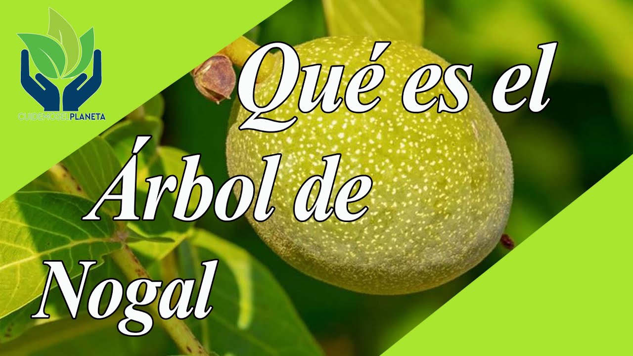 que fruto da el arbol nogal