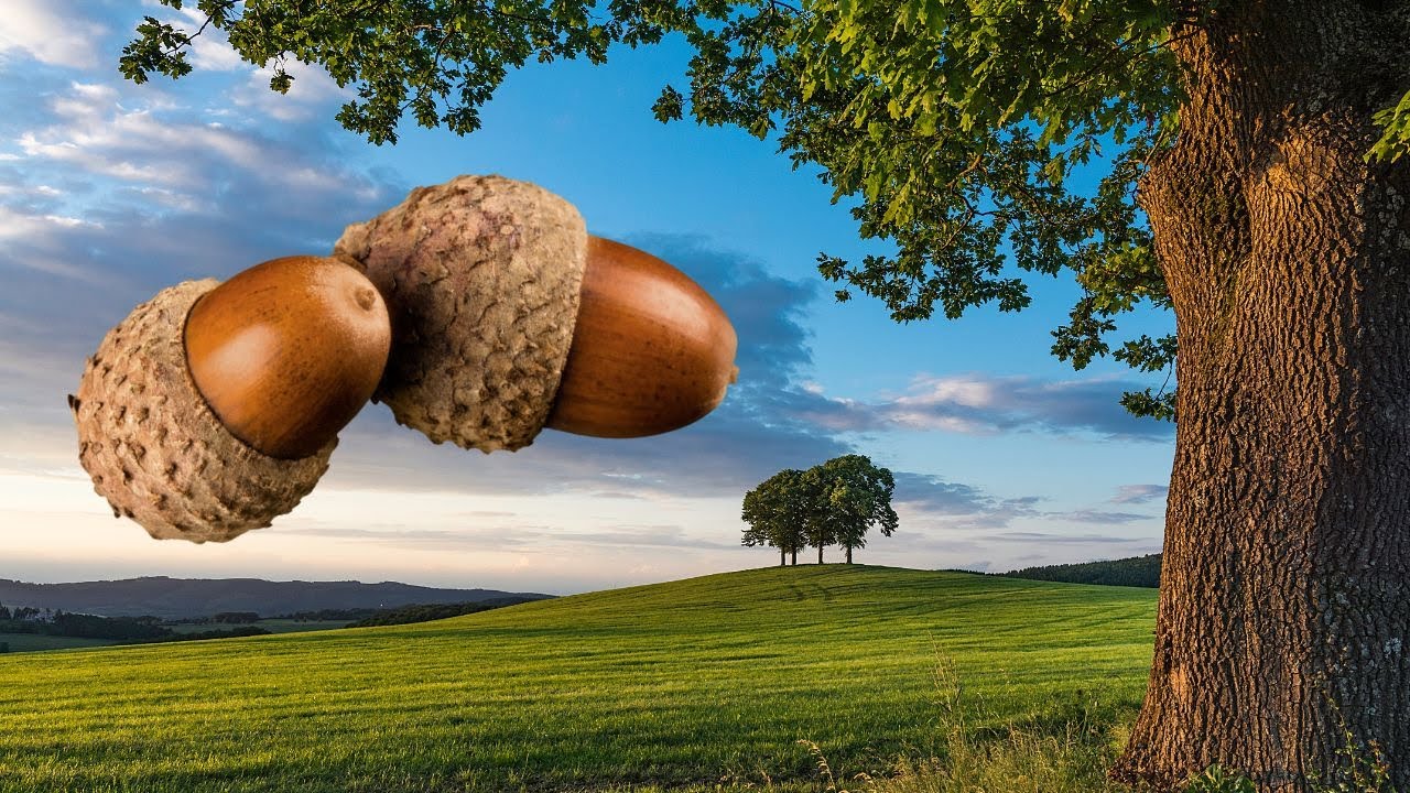 que fruto da el arbol roble