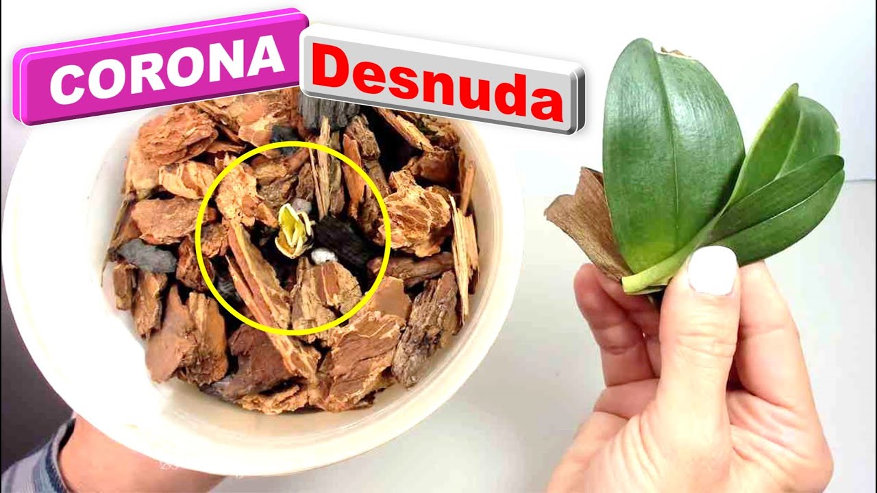 que hacer cuando la orquídea pierde las hojas