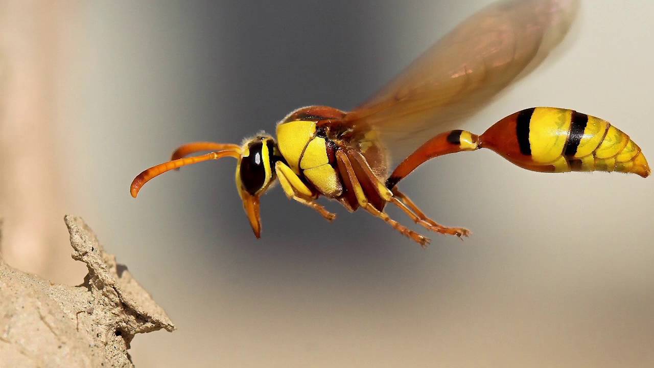 que hay mas ojos o hojas