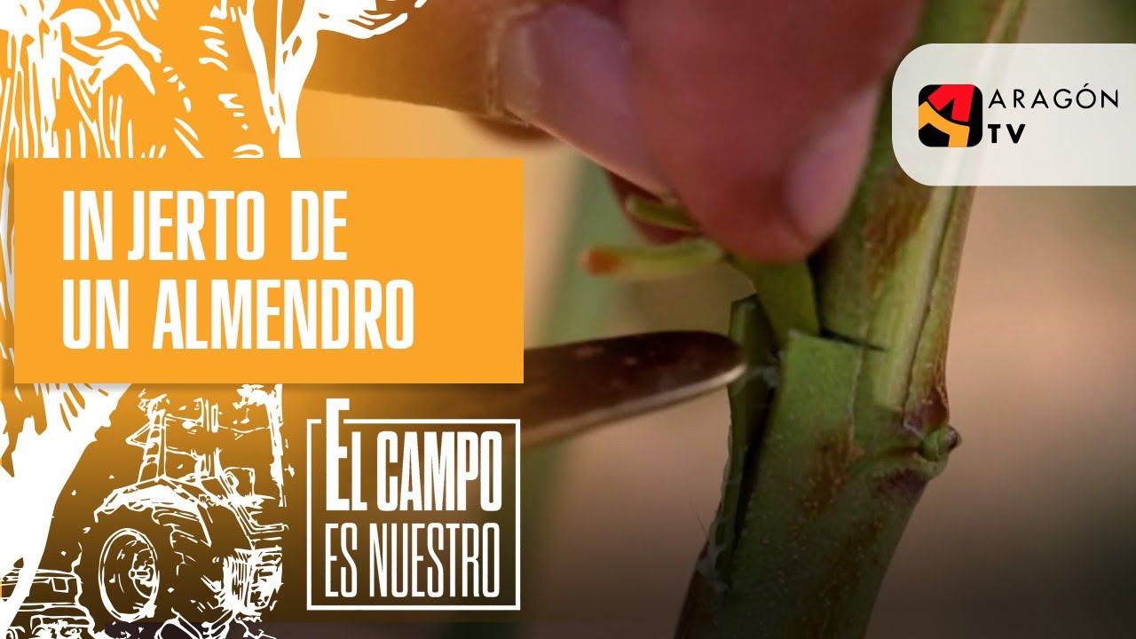 que se puede injertar en un almendro