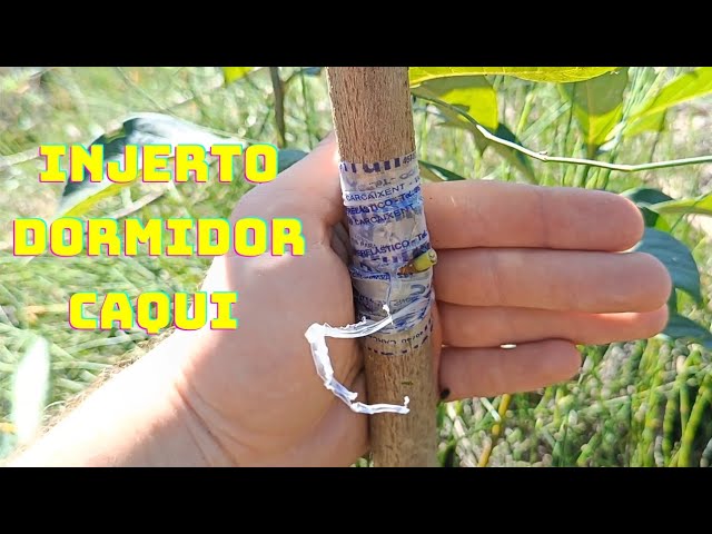 que se puede injertar en un kaki