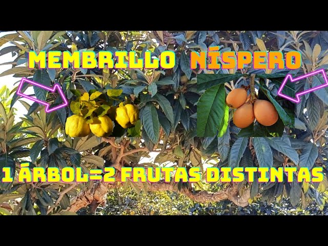 que se puede injertar en un membrillo