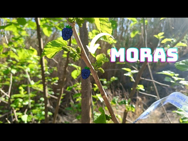 que se puede injertar en una morera