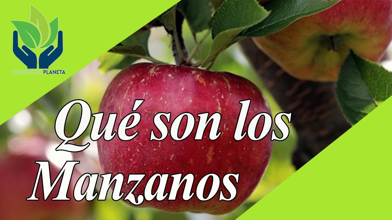 que tipo de hoja tiene el manzano