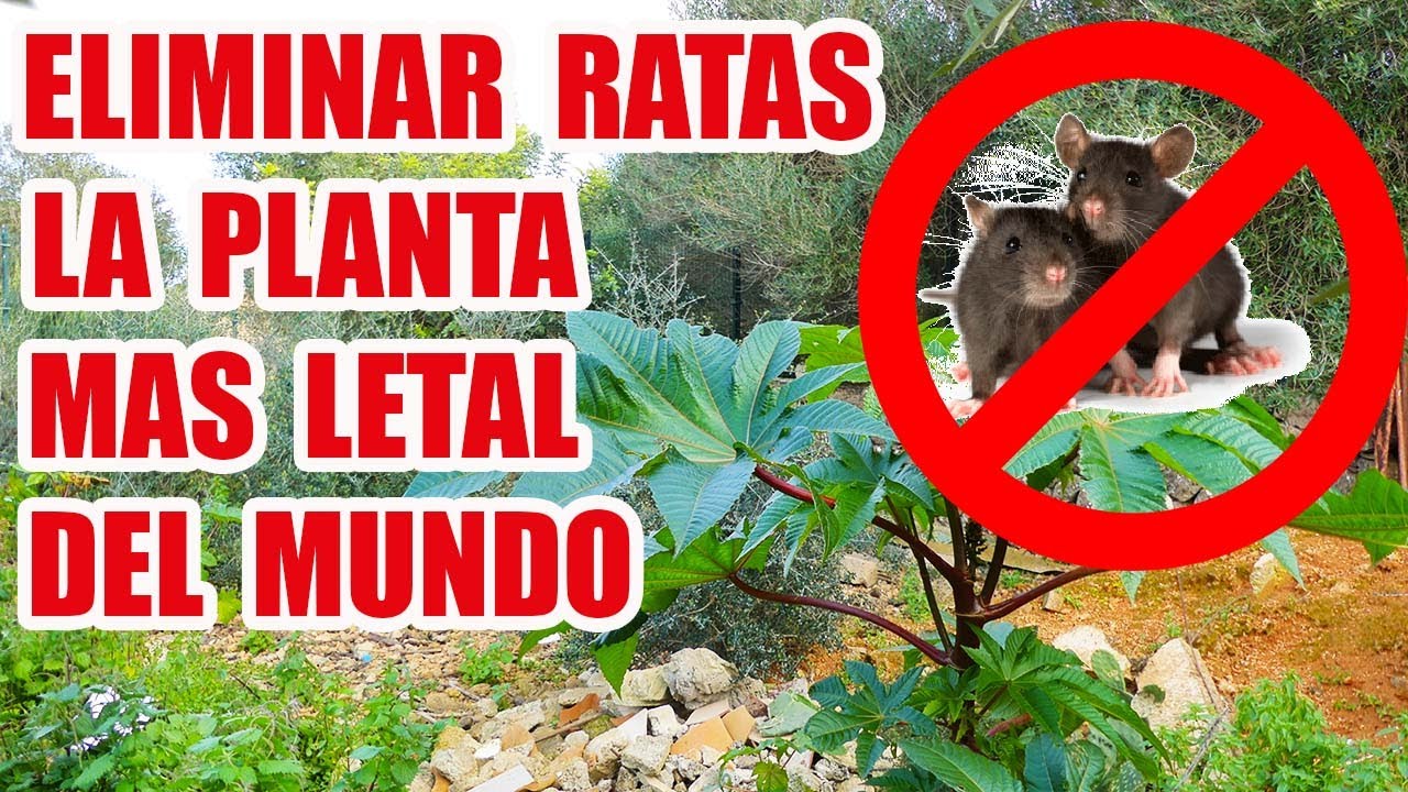 ratas en el jardin que hacer