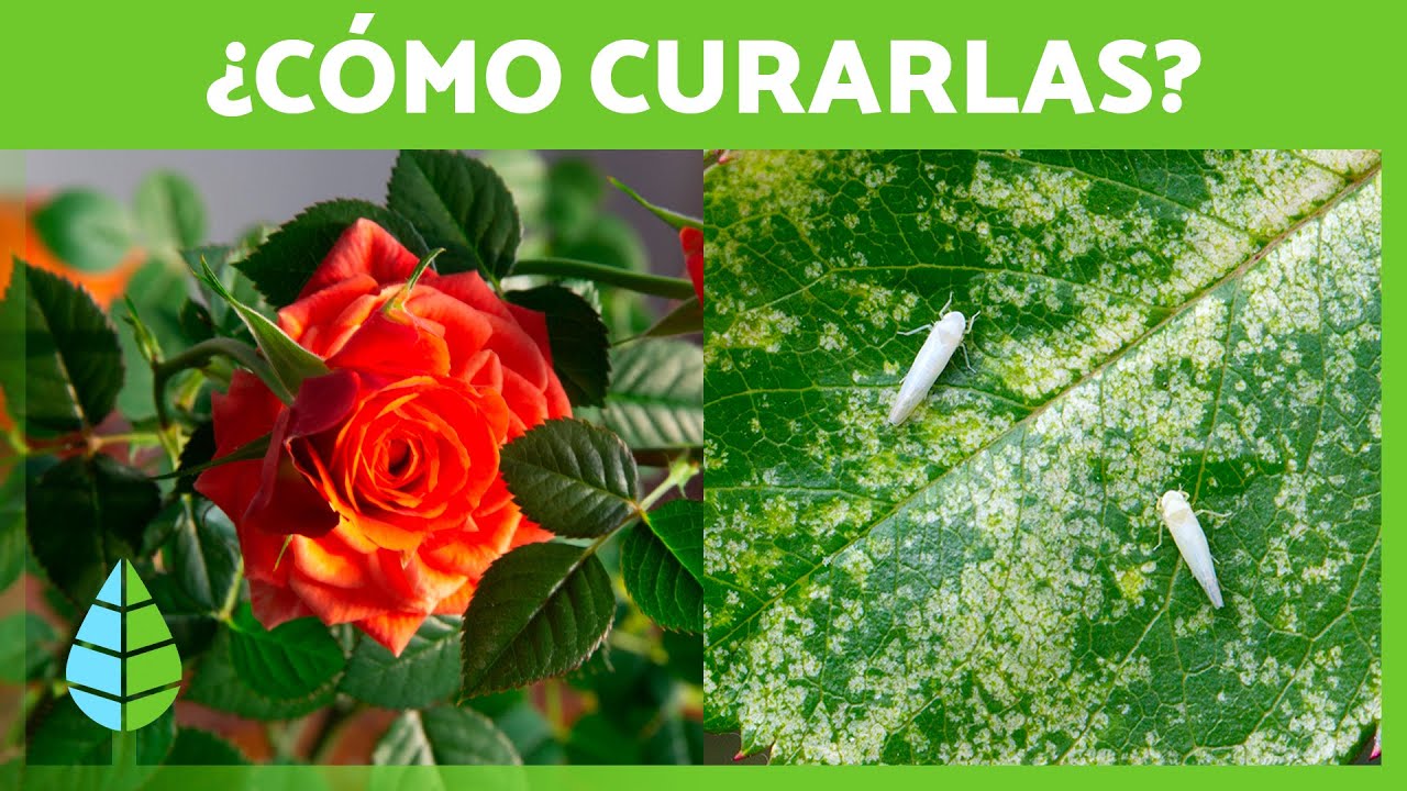 remedios caseros para los rosales con hojas amarillas