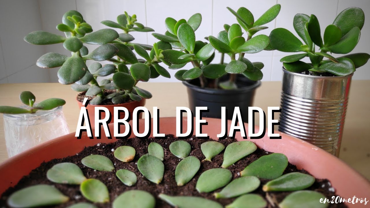 reproducción árbol de jade por hoja