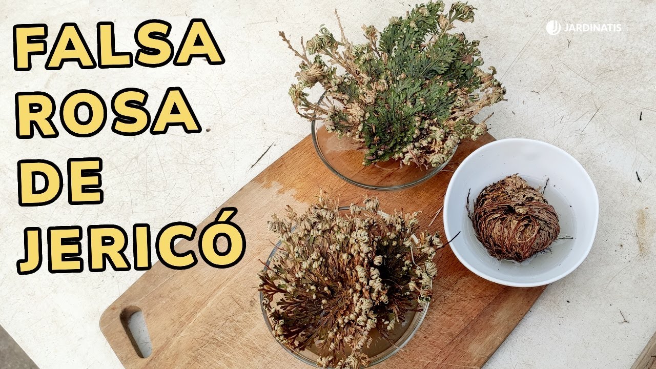 rosa de jericó verdadera y falsa