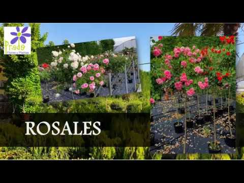 rosal de copa pie alto cuidados