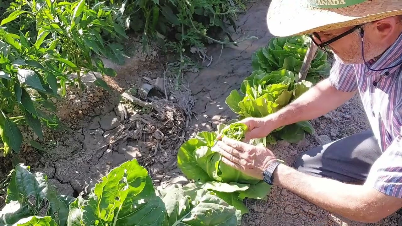 se atan las lechugas hoja de roble