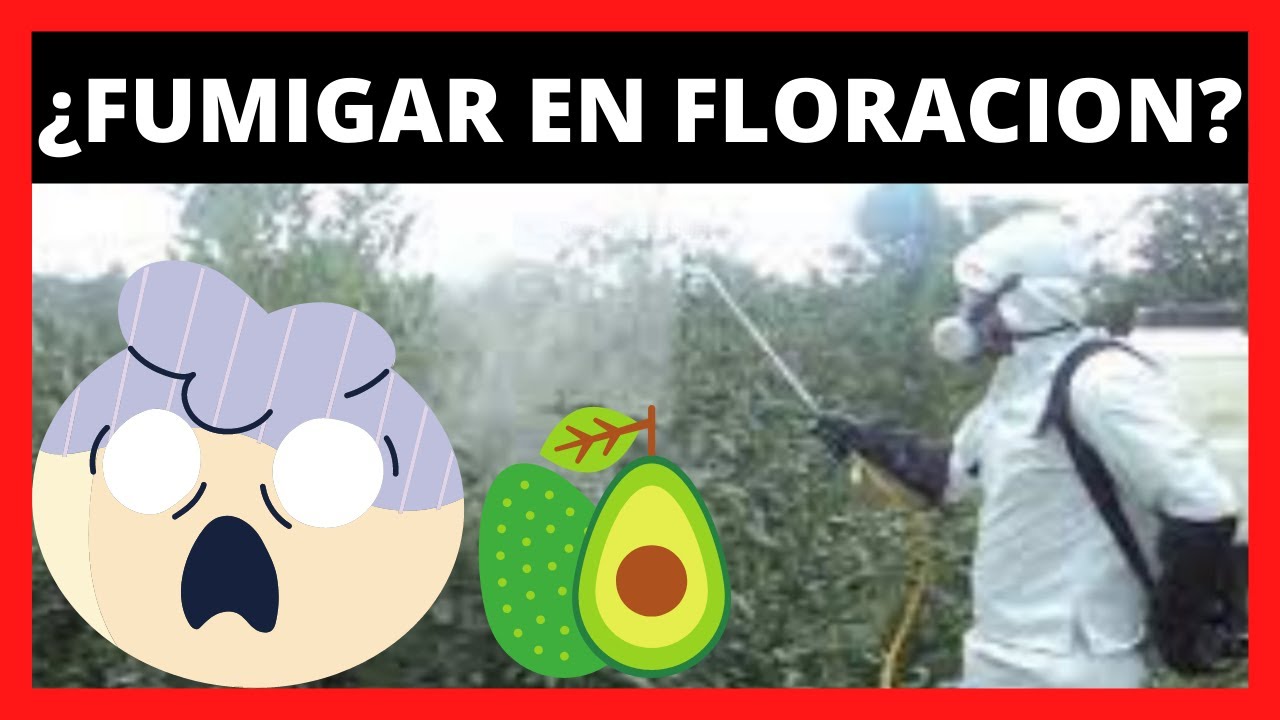 se puede echar insecticida en floración