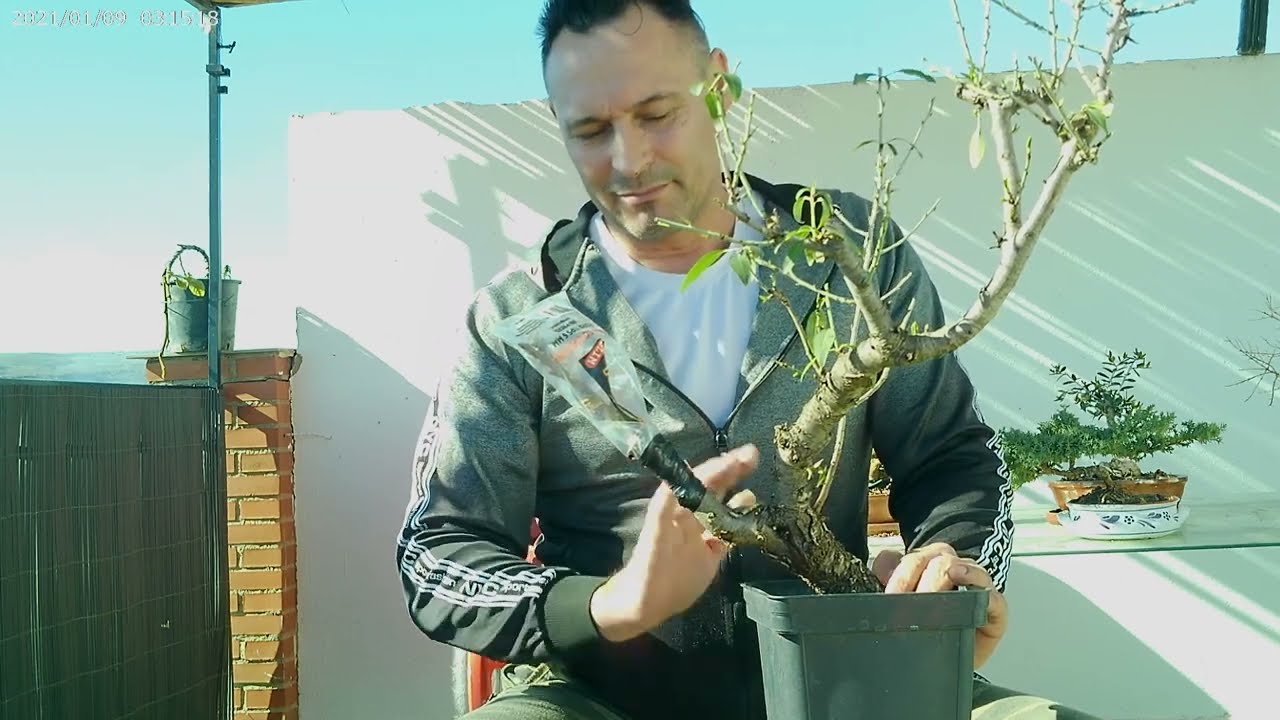 se puede injertar un cerezo en un almendro