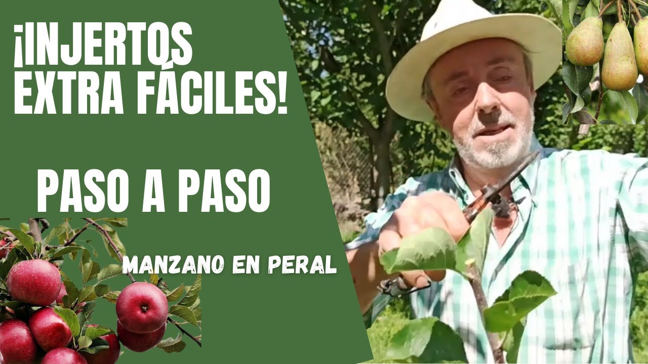 se puede injertar un manzano en un peral