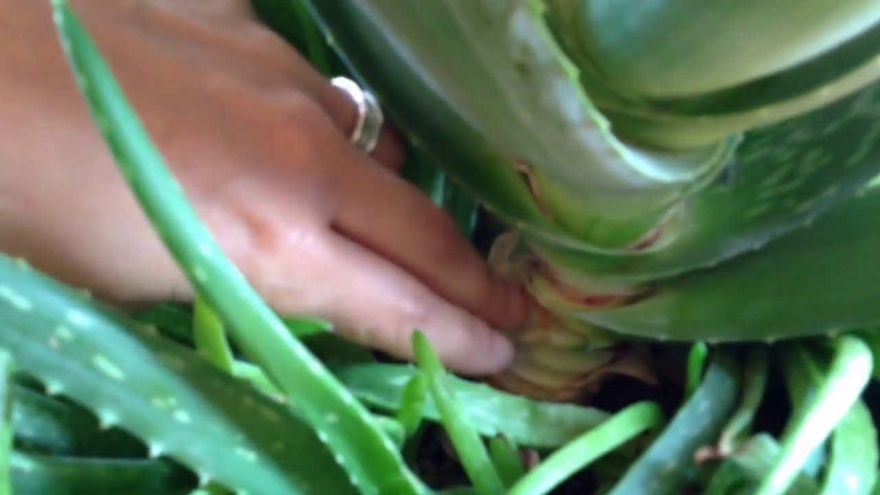 si corto una hoja de aloe vera vuelve a crecer