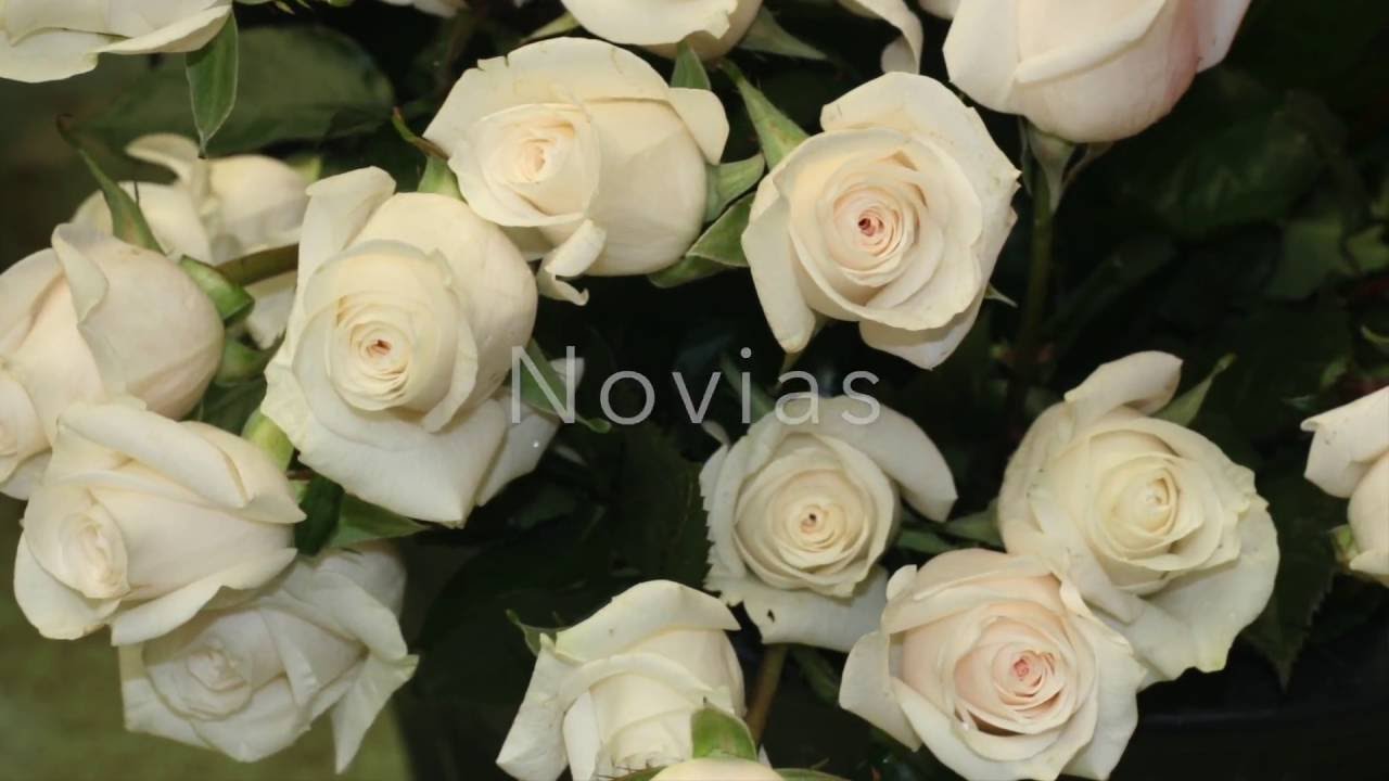 significado de las rosas segun su color