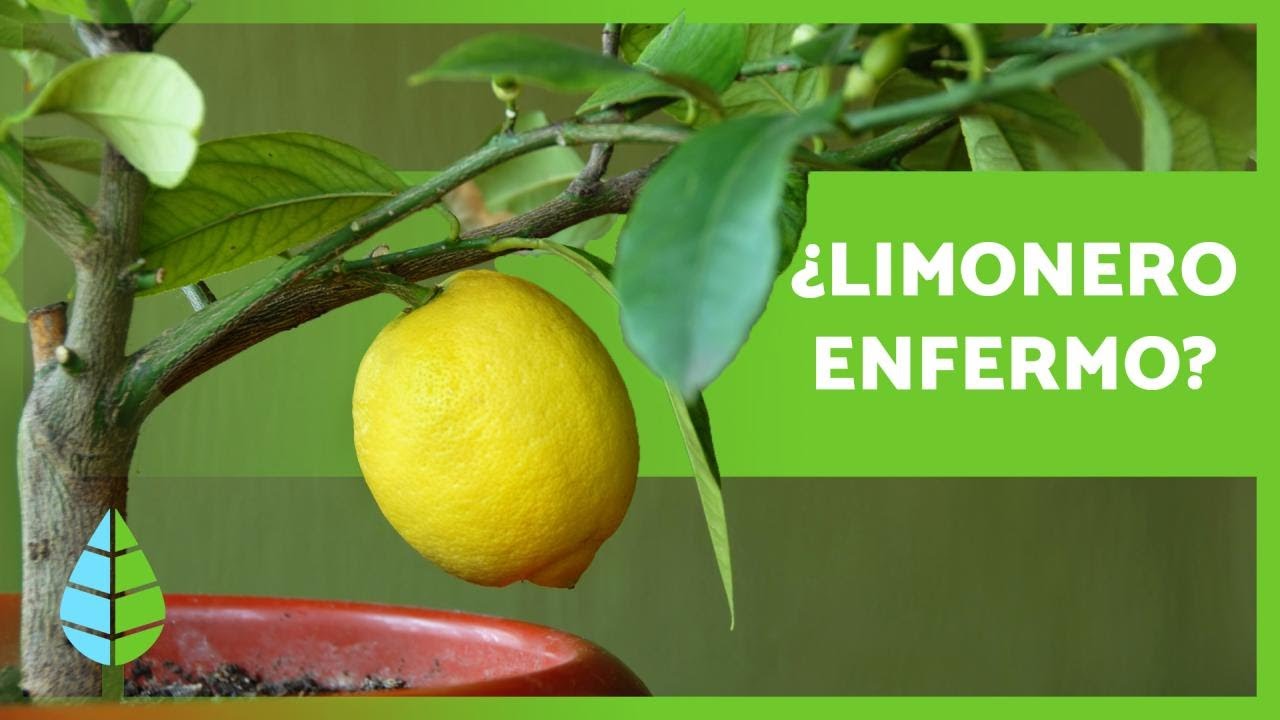 son comestibles las hojas de limonero