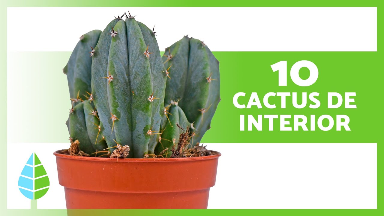 tipo de cactus y sus cuidados