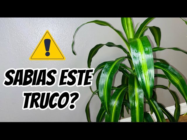 tronco de brasil cuidados puntas secas