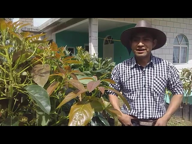 venta de árboles de aguacate injertados