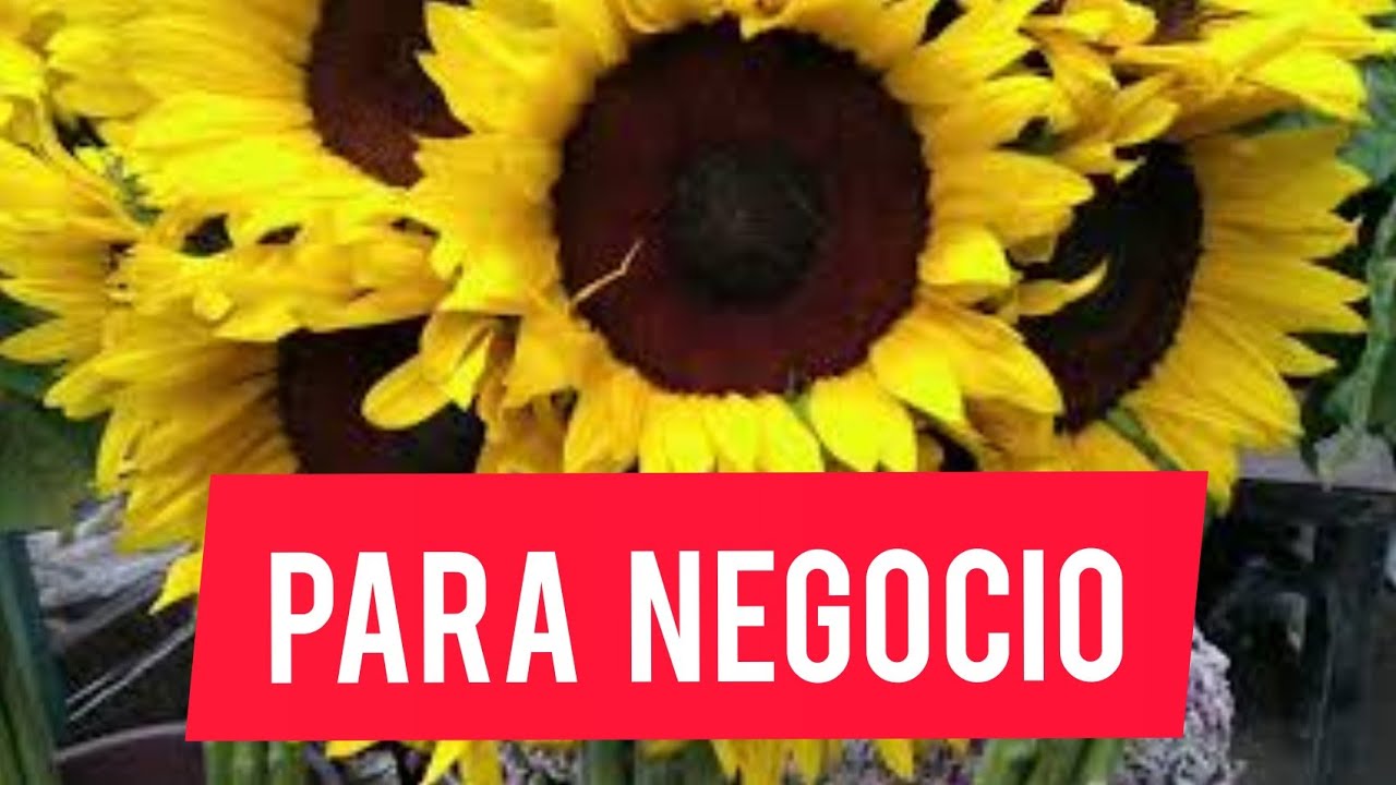 venta de rosas al por mayor