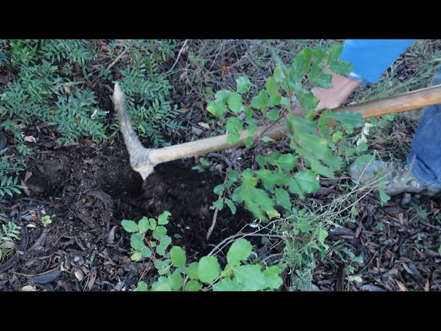 venta plantones de algarrobo injertado en alcanar