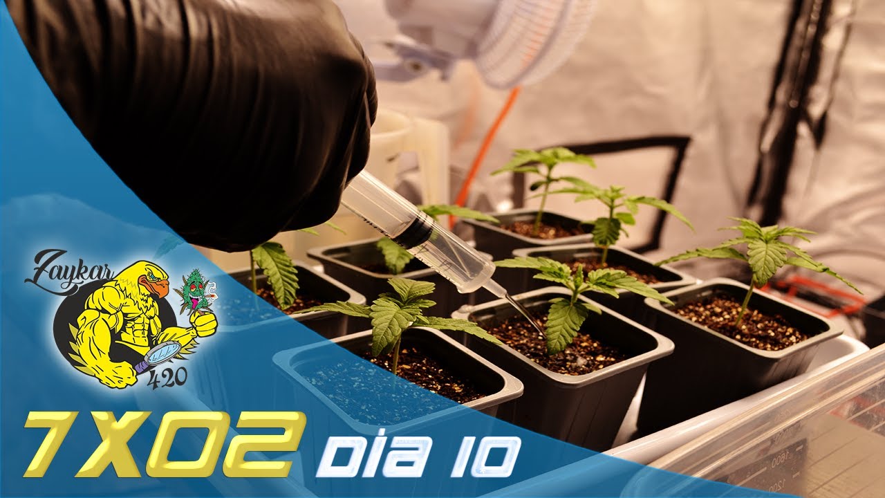 10 días de crecimiento en interior