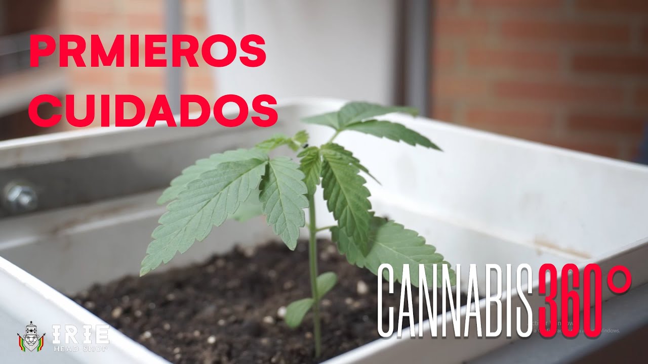 25 días de crecimiento en interior