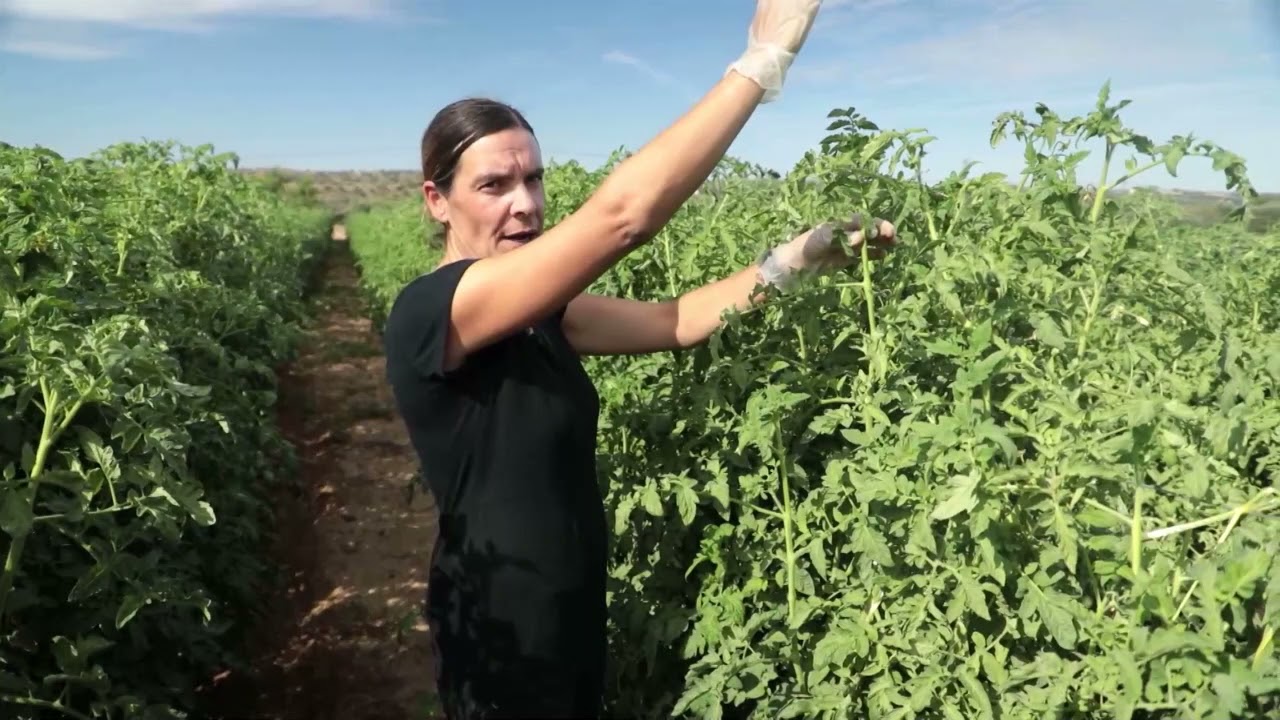 abonado del tomate al aire libre