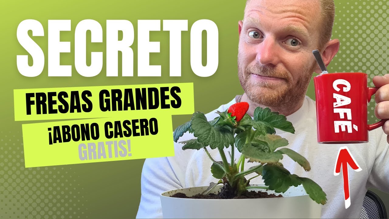 abono casero para fresas en macetas